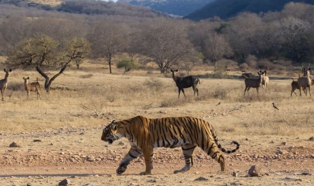 8 Days Golden Triangle Tour with Ranthambore