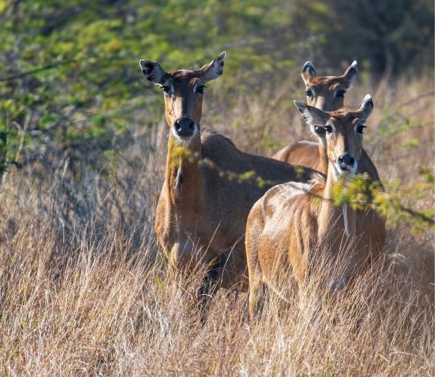 Ranthambore